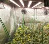 cannabis-growing-under-fold-8.jpg