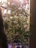 DAY 25 FLOWERING - 1.jpg