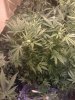 DAY 25 FLOWERING - 2.jpg