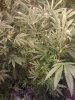 DAY 25 FLOWERING - 3.jpg