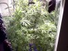 DAY 27 FLOWERING - 1.jpg