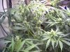 DAY 27 FLOWERING - 3.jpg