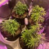 4666289_grow-journal-by-leastexpectedgrower.jpg