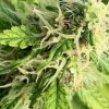 4685470_grow-journal-by-leastexpectedgrower.jpg