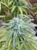 plant 2b 9.16.jpg