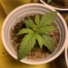 4500472_grow-journal-by-leastexpectedgrower.jpg