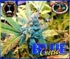 Blue_Cheese_Photo_6_small.jpg