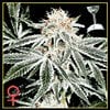 White_widow_7_small.jpg