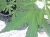 Female 2 with leafhoppers.jpg