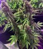 4757378_grow-journal-by-leastexpectedgrower.jpg