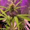 4636488_grow-journal-by-leastexpectedgrower_m.jpg