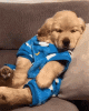 golden-retriever-sleep.gif