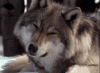 wolf-tilt-head.gif