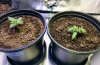 KB and SSH transplanted at 9 days.jpg