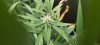 Lemon_Budsite2.jpg