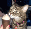 cat-brain-freezes-to-make-your-day-that-much-better-10-gifs-4_large.gif