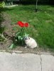 Squirt and tulips 2013.jpg