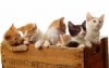 group-of-cats-1024x640.jpg