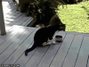 raccoon-stealing-food-from-a-cat.gif