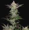 01-greencrack2_900 - Copy.png