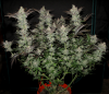 02-greencrack_Full_900 - Copy.png