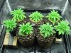 Veg 21 days 11-15-21.JPG