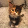 Cat-Facts_-Why-Are-Calico-Cats-Almost-Always-Female_-CatTime-77522.jpg