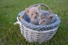 baby-cats-basket-each-cat-colony-holds-distinct-territory-sexually-active-males-having-largest...jpg