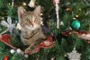 christmas-cat-613817.jpg