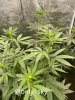 only1sky-grow-with-medic-grow-fold-8-into-flower-2.jpg