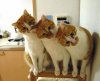 Top-10-Images-of-Three-Cats-Together-6.jpg