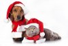dog-cat-british-wearing-santa-hat-46974924.jpg