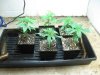 GrowRoom 009.jpg