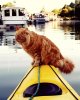 summer-cat-23.jpg