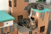 spoiled-cats-5-31138-78289.jpg