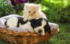 friends_-_dog_and_cat_wallpaper_f608b.jpg