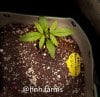 medic-grow-fold-8-grow-journal-hnhfarms-1219-3.jpg