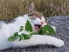 catnip-30923-1-85316.jpg