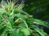 mmj%20003.jpg