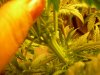 Hermie 003.jpg