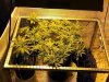 2weekflower7.jpg