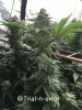 grow-with-medic-grow-fold-8-trial-1.jpg