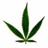 cannabis urea iron foliar burn Jan 2022 300 pixels.jpg