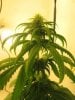 SacajaGanja-growery-1.jpg