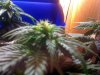 budplant1female2.jpg