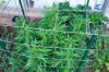 grow 131.jpg