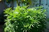 grow 163.jpg