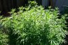 grow 166.jpg