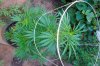 grow 169.jpg
