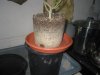 GC Feb 3 2022 dense root ball plant 1.jpg